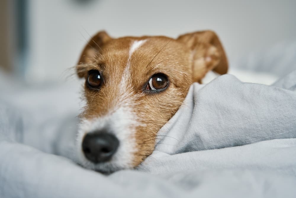 Dog in bed snuggled