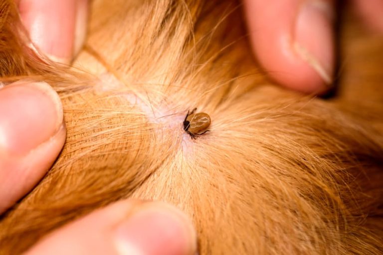 How to Remove a Tick from a Dog Great Pet Care