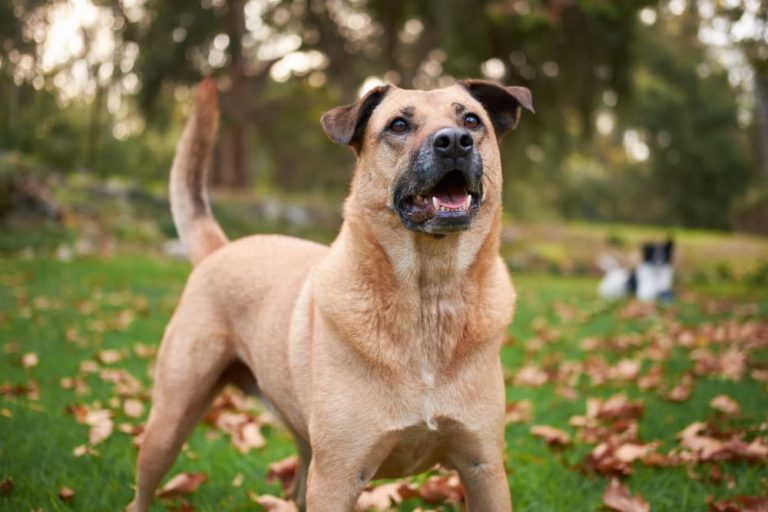 Excited dog wagging his tail