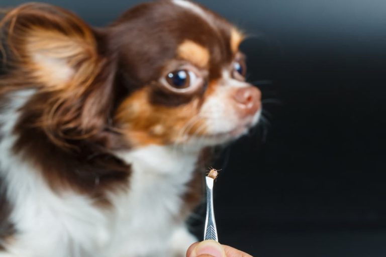 Tick removal from dog