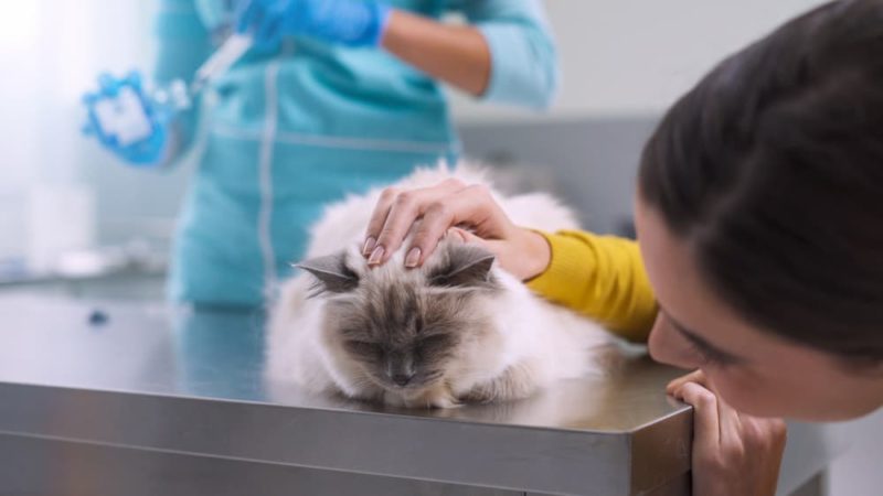 Kidney Infection in Cats | Great Pet Care - Cat Kidney Infection Natural Remedy Without Antibiotics
