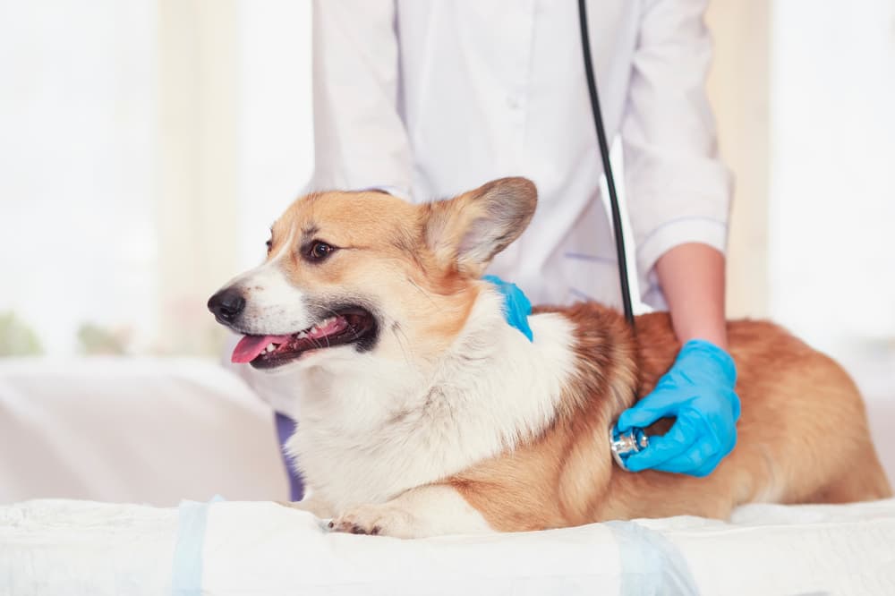 Corgi at vet