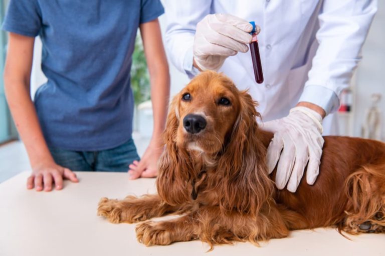 Dog Cushing's Disease Treatment What to Expect Great Pet Care