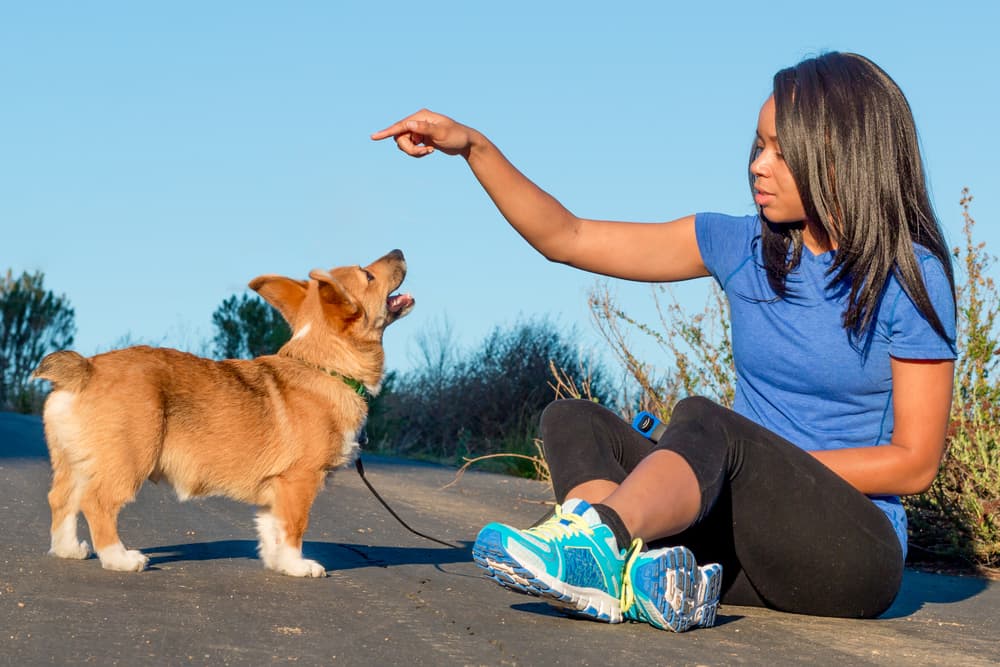 Woman training Corgi