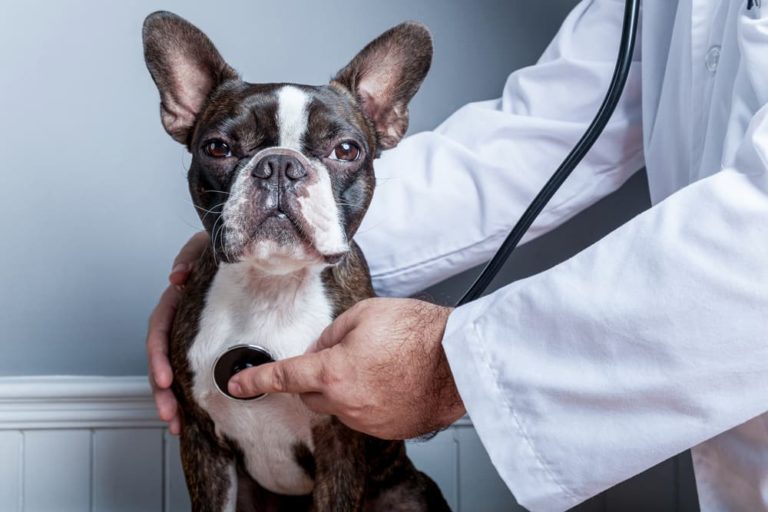 Veterinarian listens to a Boston Terrier's heart