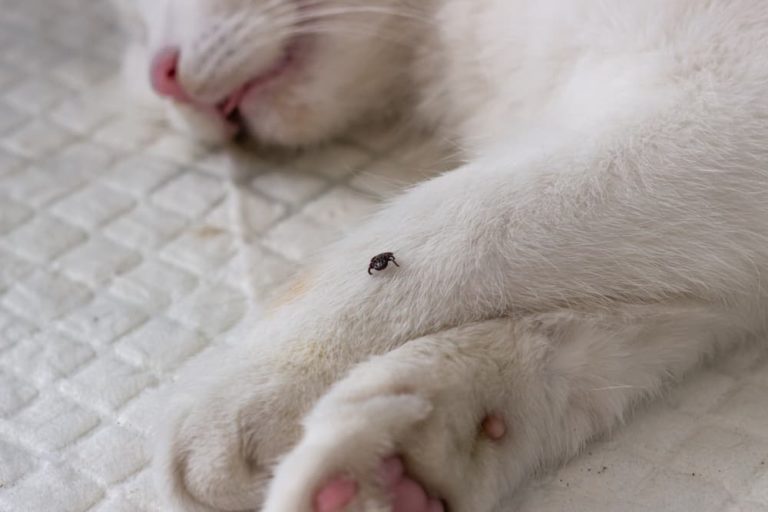 Ticks on Cats How to Spot and Remove Them Great Pet Care