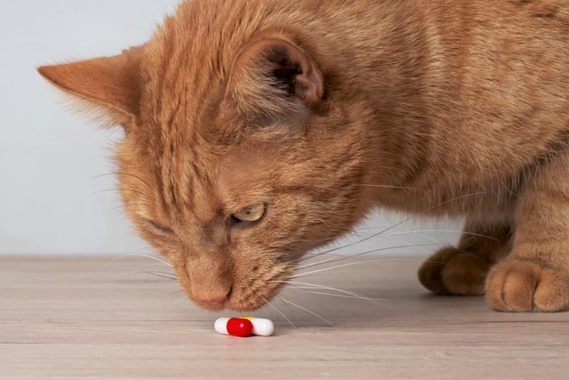 Gabapentin for Cats Great Pet Care