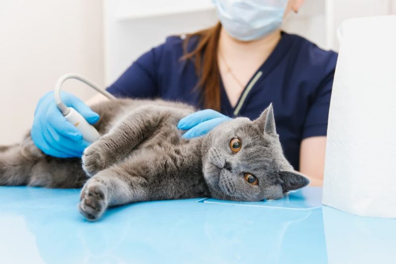 Picture of Stomach Cancer in Cats | Great Pet Care