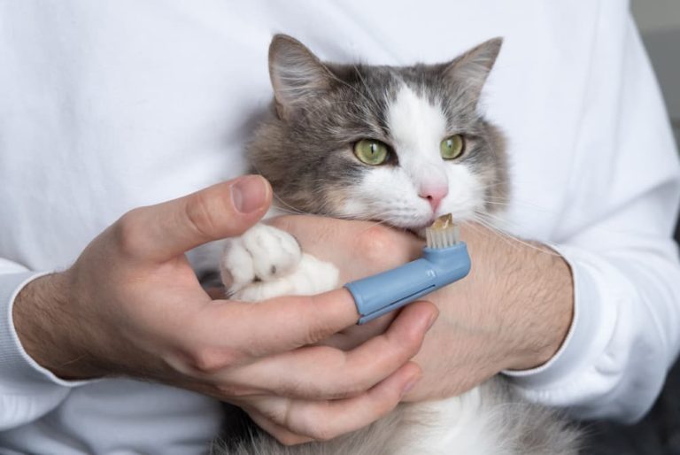 Cat Bad Breath Causes and Solutions Great Pet Care