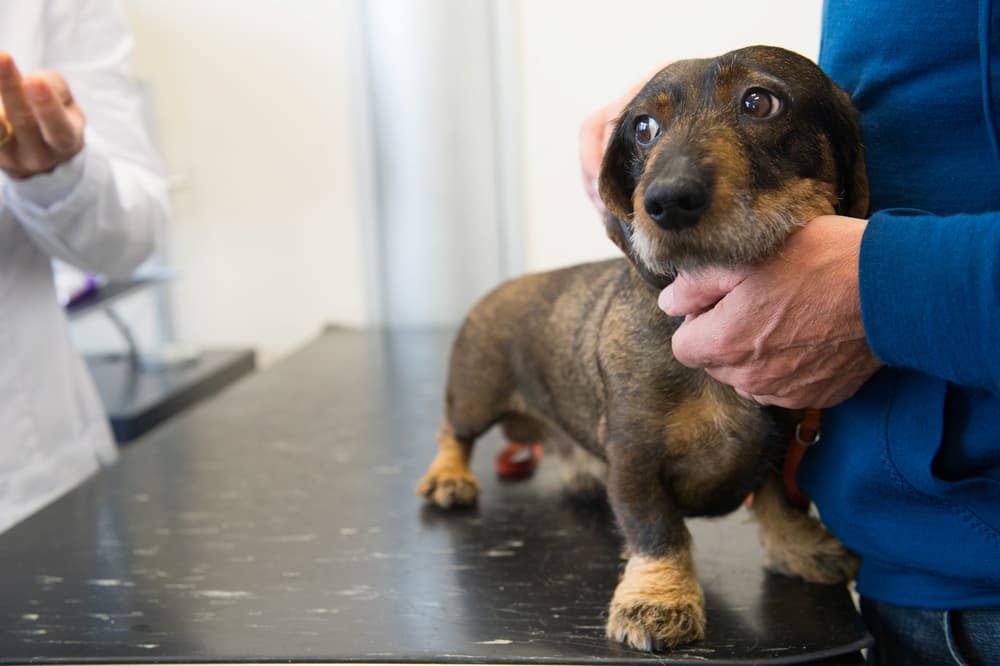 Worried dog at the vet clinic