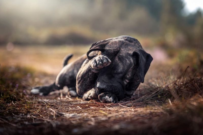 Dry Eye in Dogs Causes, Symptoms, Treatments Great Pet Care