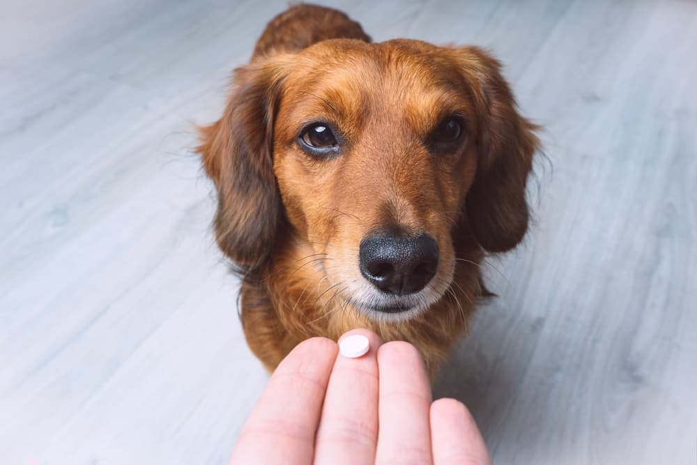 Giving dog a white pill