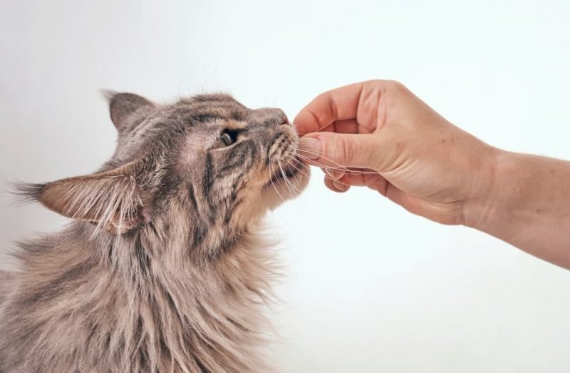 12 Heartworm Symptoms in Cats You Shouldn't Ignore Great Pet Care