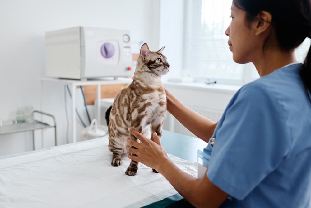 Vet observing cat