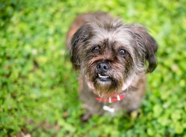 Dog with teeth showing looking up