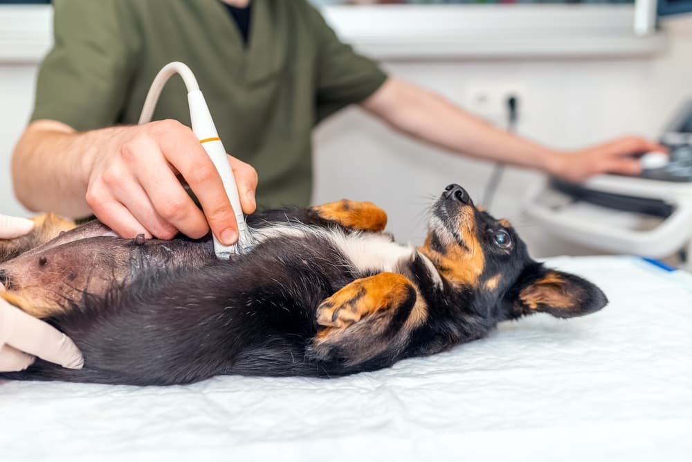 dog getting ultrasound