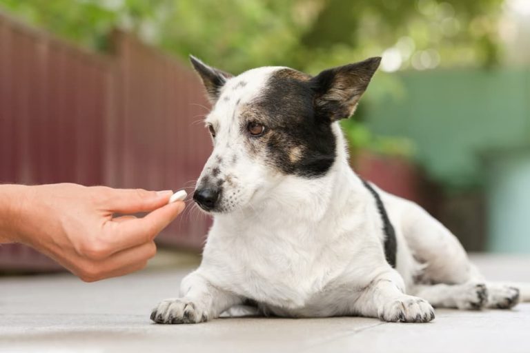 Dog Cushing's Disease Treatment What to Expect Great Pet Care