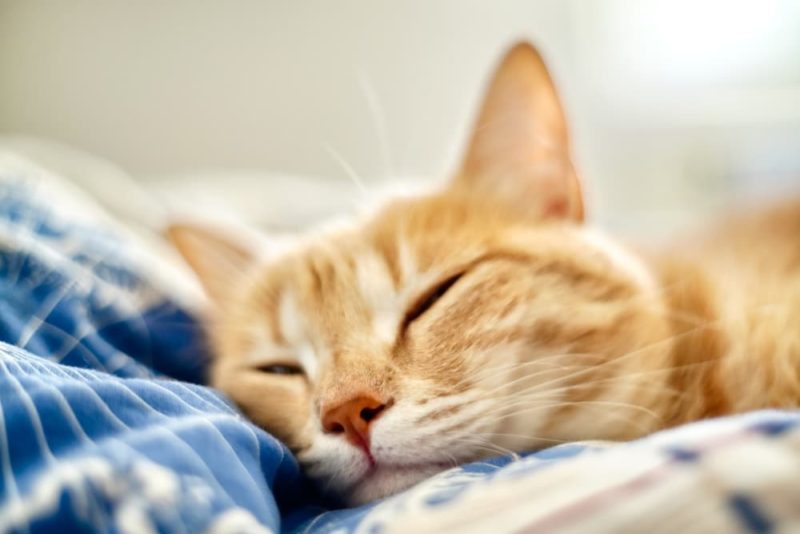 Bladder Cancer in Cats Symptoms and Treatment Great Pet Care