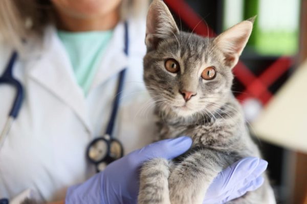 Stomach Cancer in Cats | Great Pet Care