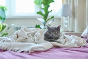 Cat Cancer Treatment Plan What To Expect Great Pet Care Cat Cancer Treatment Plan What To Expect Great Pet Care