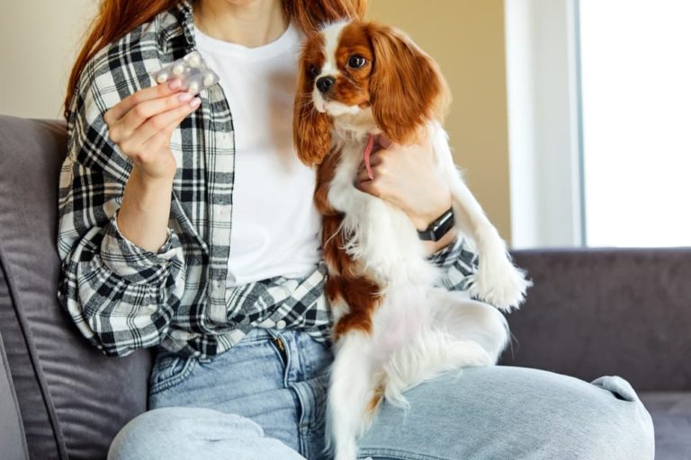 Kidney Infection in Dogs Great Pet Care