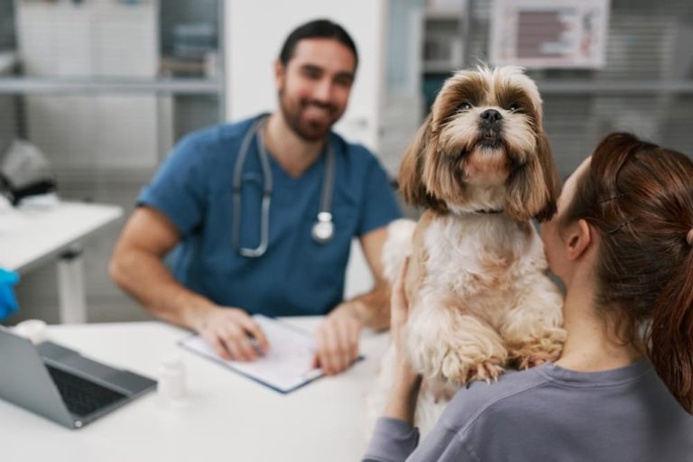 Dog at vet consult