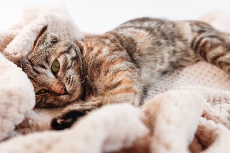 Toxoplasmosis in Cats Great Pet Care