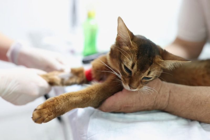 Kidney Infection in Cats Great Pet Care