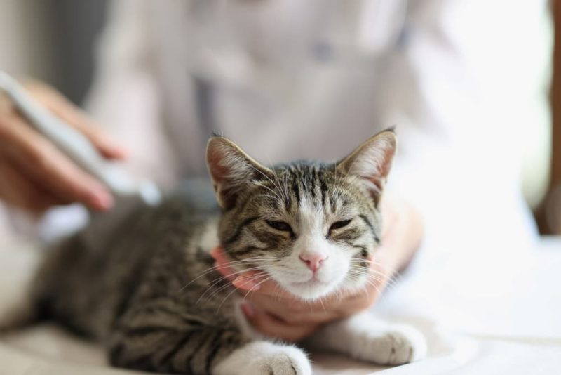 Feline Kidney Infection Alternative Treatment photo