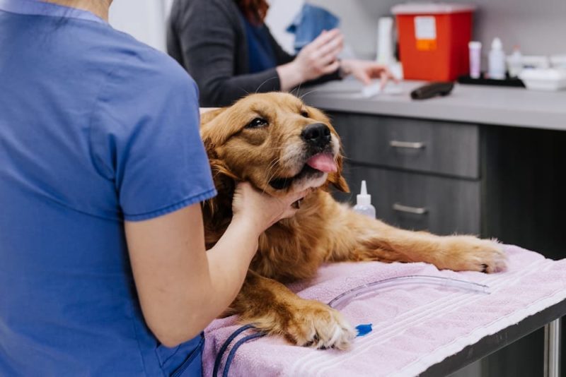 Hepatitis in Dogs Great Pet Care