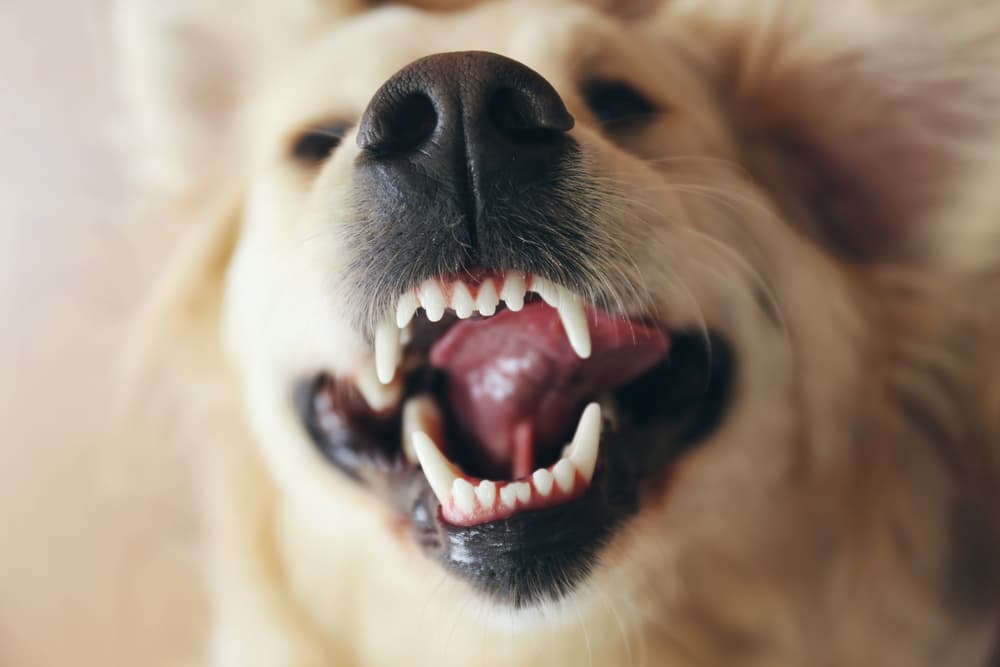 Golden Retriever showing teeth