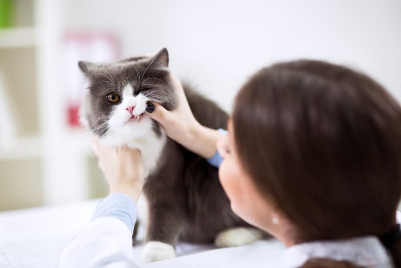 10 Cat Dental Problems to Watch Out For Great Pet Care