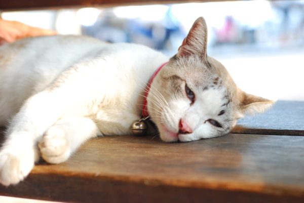 Cat Cancer Treatment Plan What To Expect Photo Inspiration