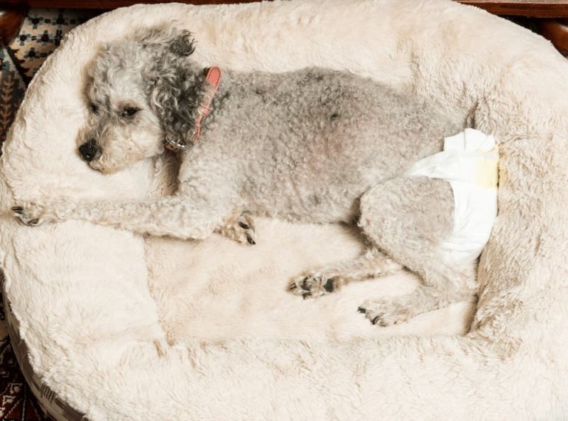 Incontinence in Dogs Signs and Treatment Great Pet Care