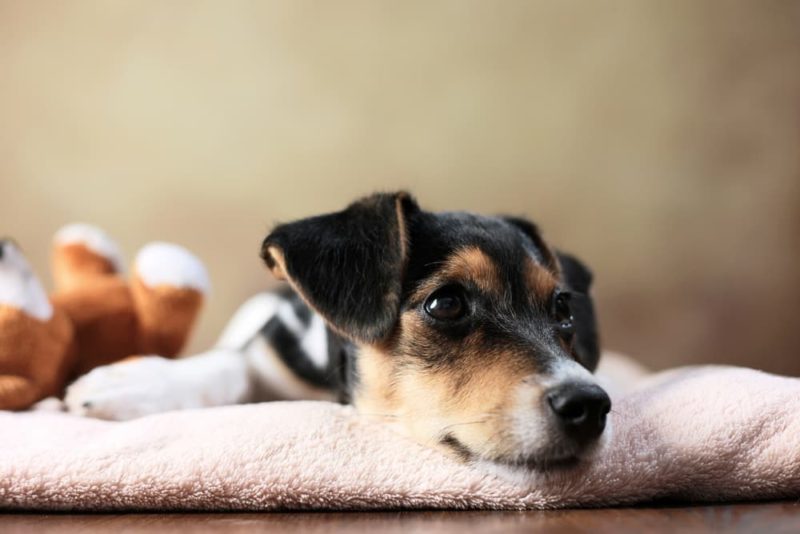 Dog Cushing's Disease Treatment What to Expect Great Pet Care