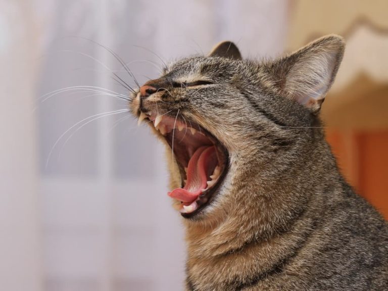 Cat Bad Breath Causes and Solutions Great Pet Care