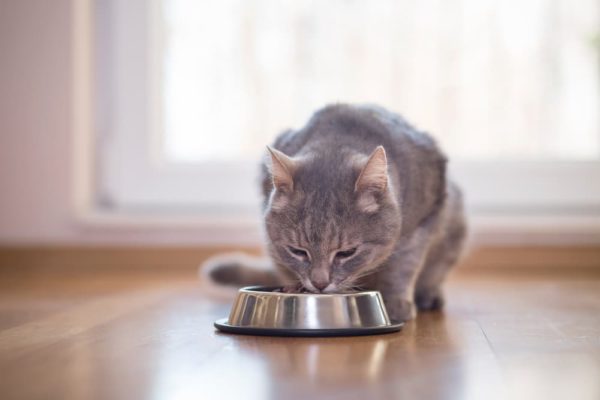 Cat Cancer Treatment Plan What To Expect Great Pet Care Cat Cancer Treatment Plan What To Expect Great Pet Care