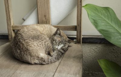 Cat Cancer Treatment Plan What To Expect Great Pet Care Cat Cancer Treatment Plan What To Expect Great Pet Care