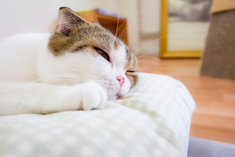 Image result for Kidney Infection in Cats | Great Pet Care
