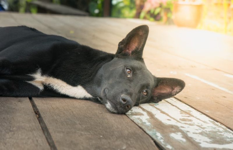 Can Dogs Get Dandruff? Great Pet Care