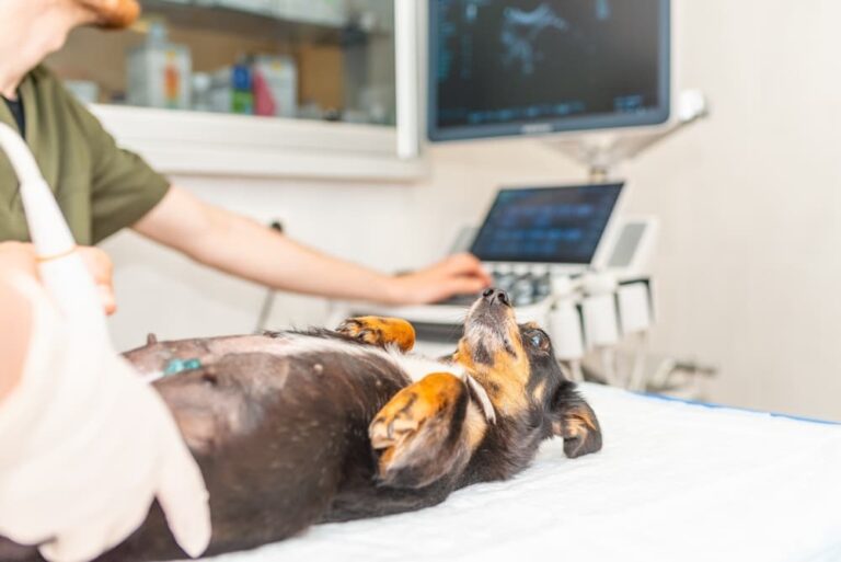 Breast Cancer in Dogs Great Pet Care