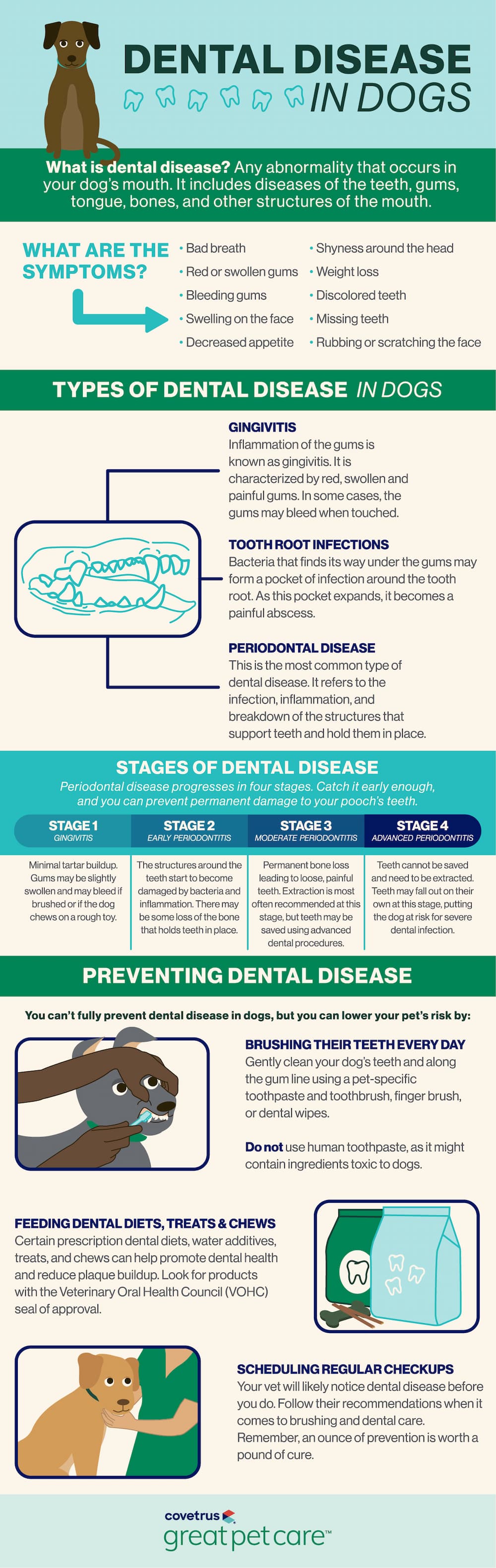 Dental disease in dogs infographic