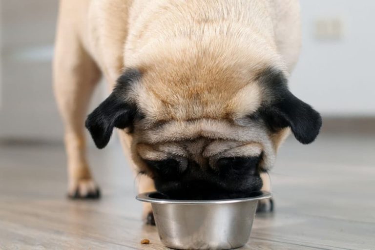 How to Use a Dog Food Topper Great Pet Care