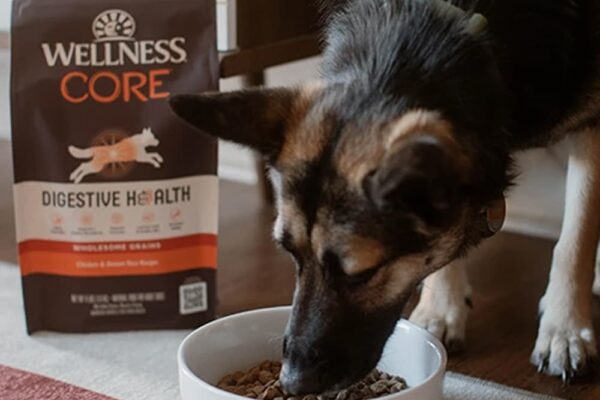 Dog Food for Kidney Disease: 3 Diets to Consider | Great Pet Care - Natural Grain Free Dog Food For Dogs With Kidney Disease