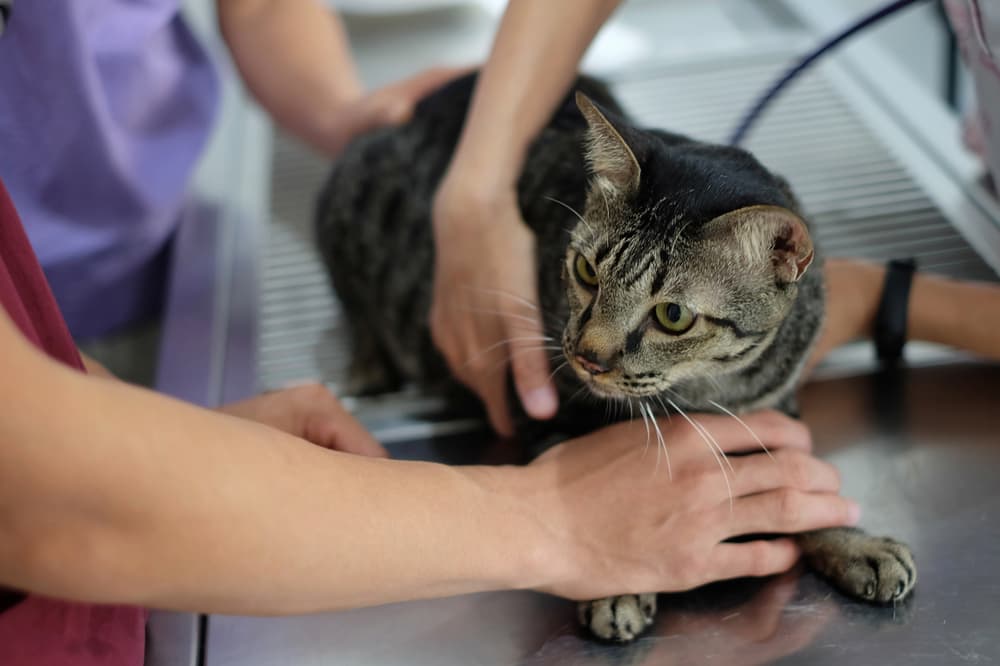 Veterinarian exams cat