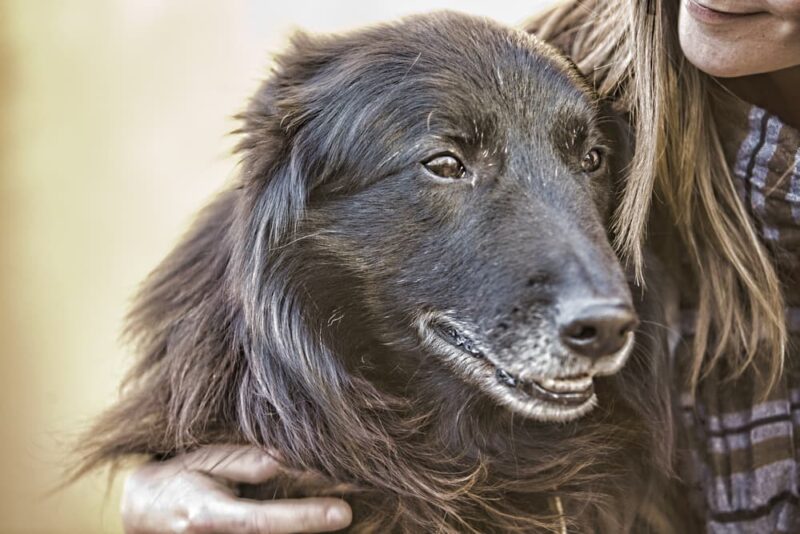 View of Dog Joint Pain: 4 Ways to Provide Relief | Great Pet Care