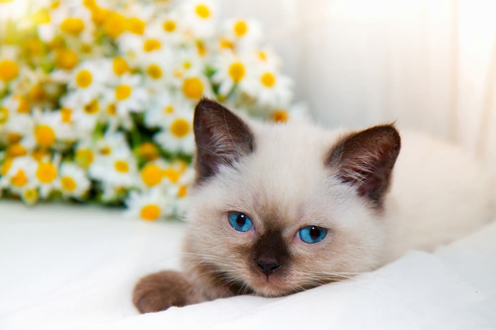 Chamomile for Cats Is It Safe? Great Pet Care