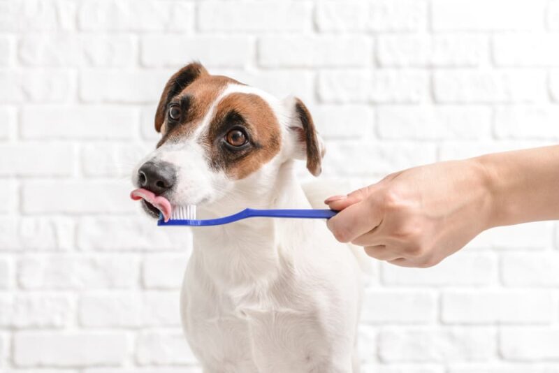 Brushing a Dog’s Teeth Steps and Tips Great Pet Care
