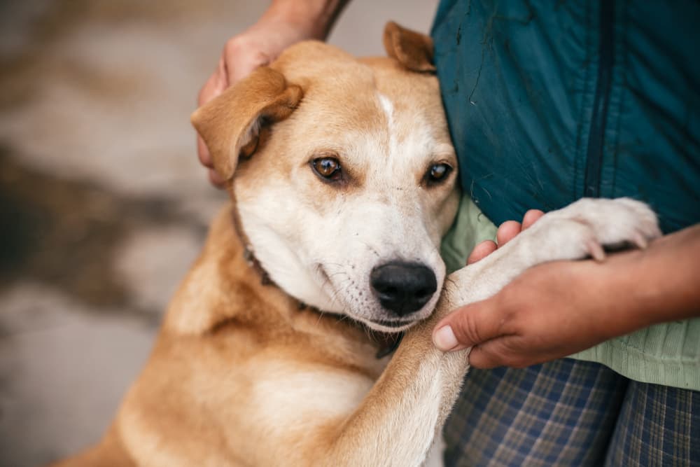 Man hugging dog