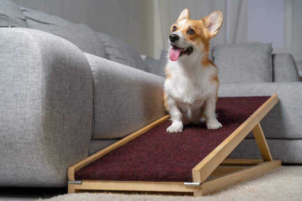 Corgi on ramp to couch